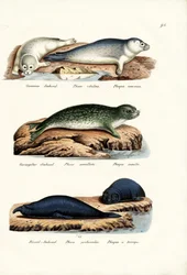 Foca comune